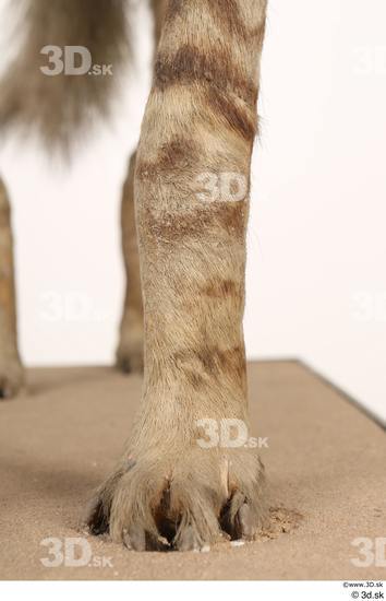 Leg Animal photo references