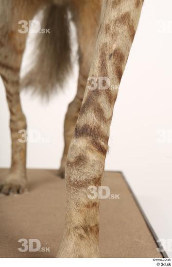 Leg Animal photo references