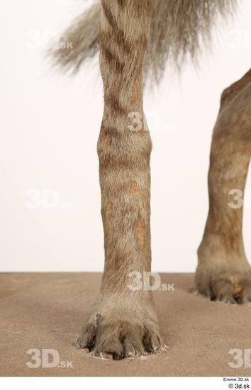 Leg Animal photo references