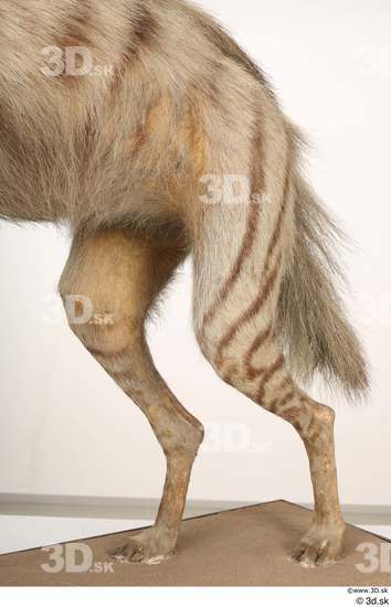 Leg Animal photo references