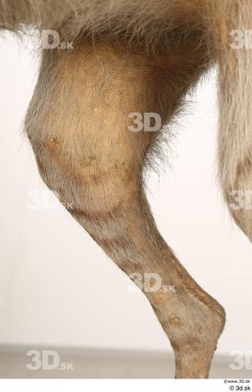 Leg Animal photo references