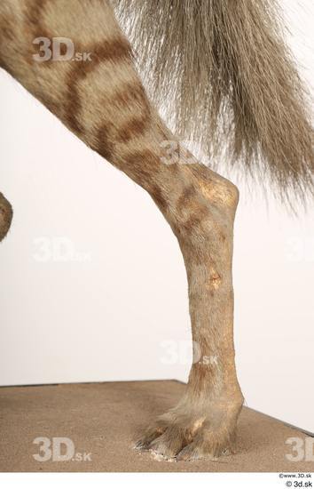 Leg Animal photo references