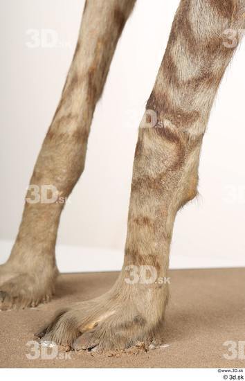 Leg Animal photo references