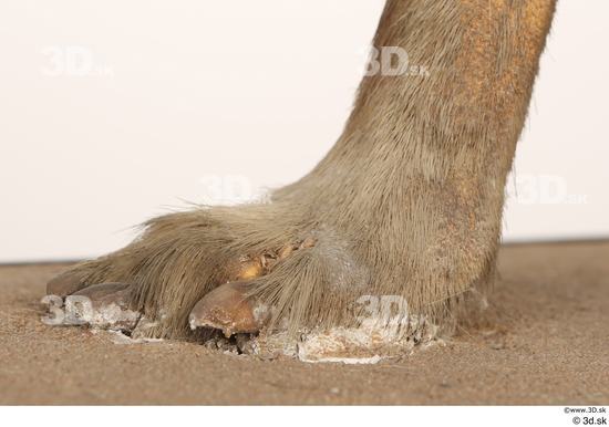 Foot Animal photo references