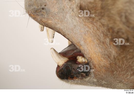 Mouth Teeth Animal photo references