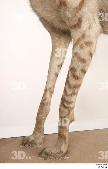 Leg Animal photo references