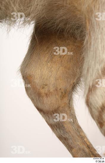 Leg Animal photo references