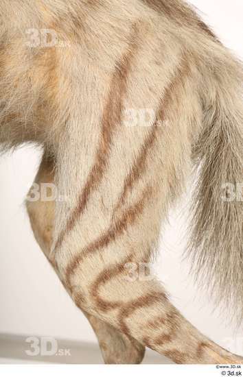 Leg Animal photo references