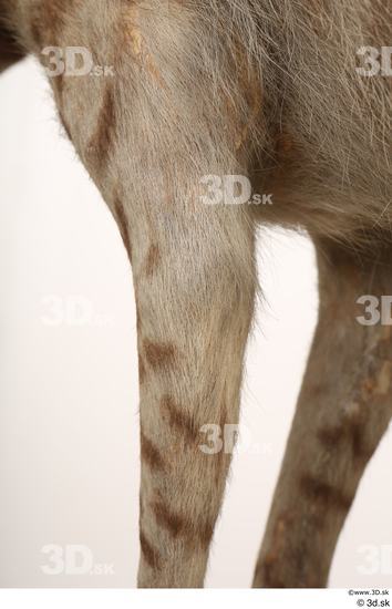 Leg Animal photo references