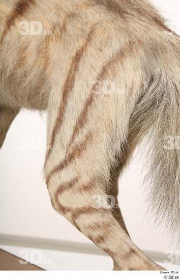 Leg Animal photo references