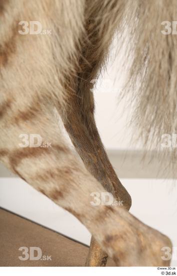 Leg Animal photo references