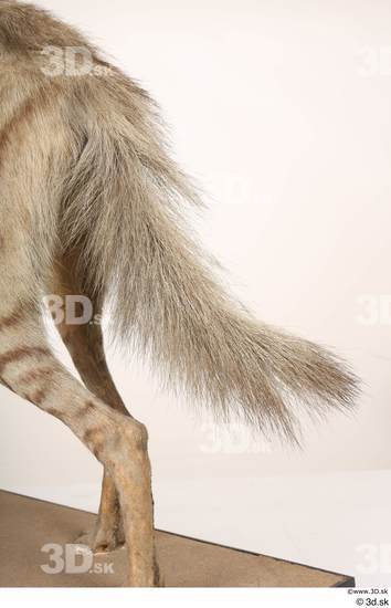 Tail Animal photo references