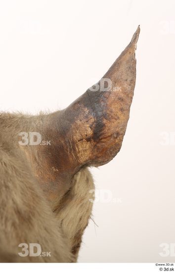 Ear Animal photo references