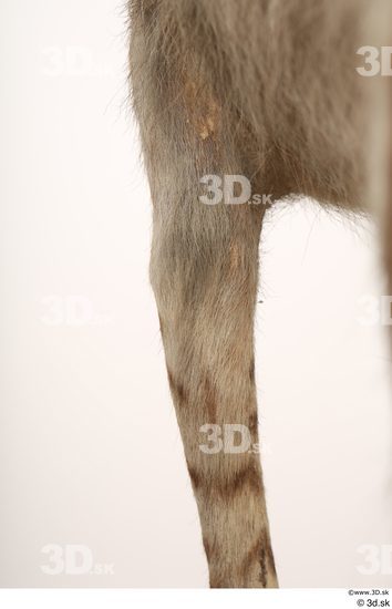 Leg Animal photo references