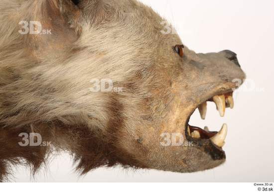 Mouth Teeth Animal photo references