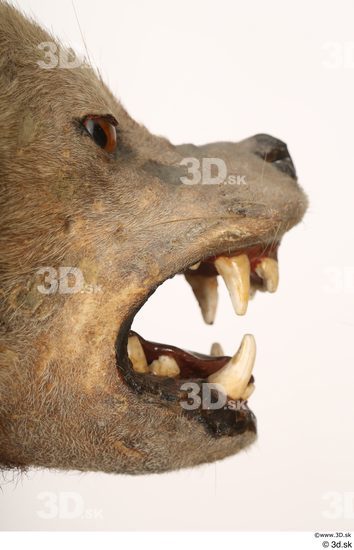 Mouth Teeth Animal photo references