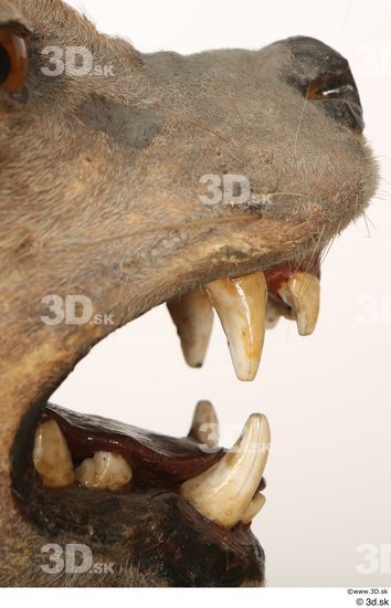 Mouth Teeth Animal photo references