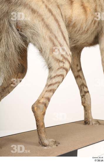 Leg Animal photo references