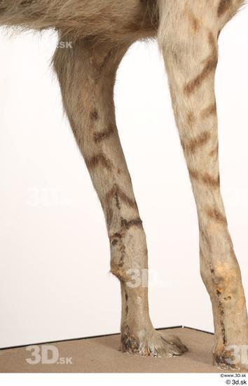 Leg Animal photo references