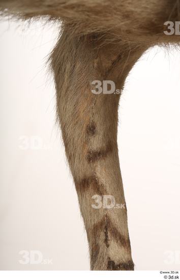 Leg Animal photo references