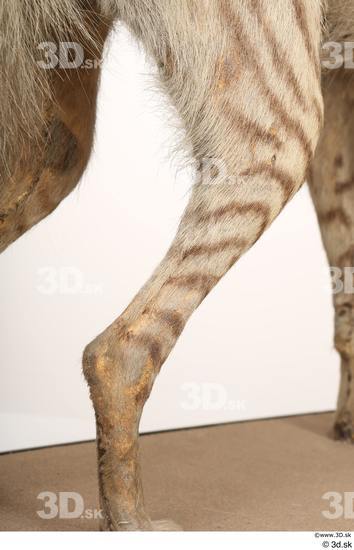 Leg Animal photo references