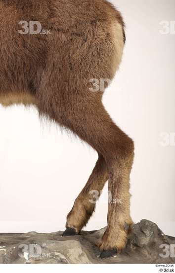 Leg Animal photo references