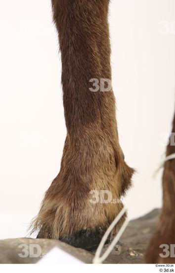 Leg Animal photo references