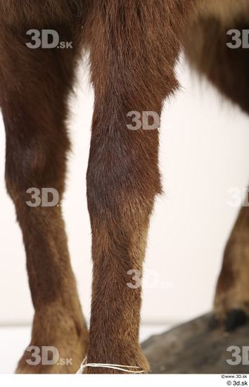 Leg Animal photo references