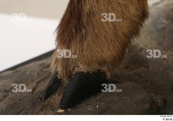 Leg Foot Animal photo references