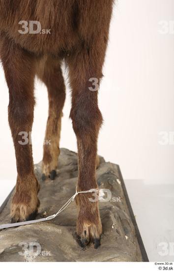 Leg Animal photo references