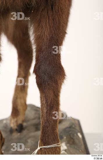 Leg Animal photo references