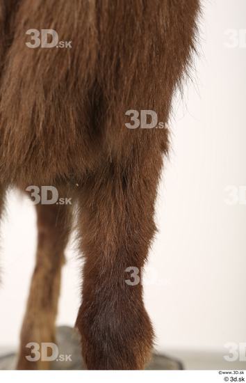 Leg Animal photo references