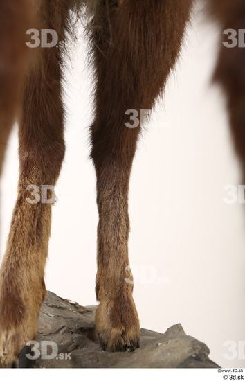 Leg Animal photo references