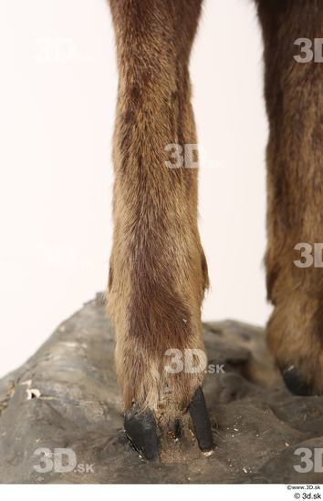 Leg Animal photo references