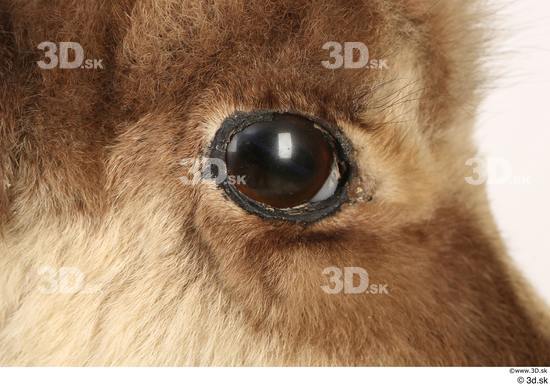 Eye Animal photo references