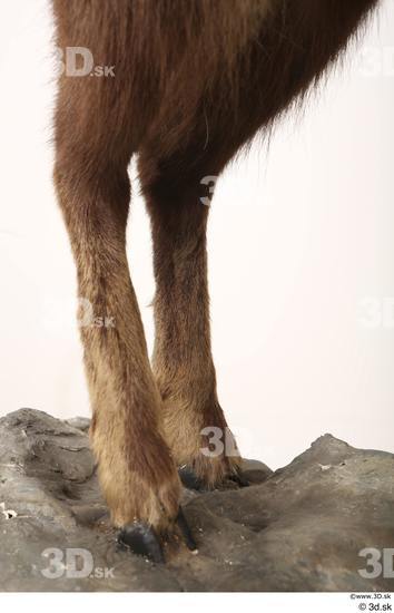 Leg Animal photo references