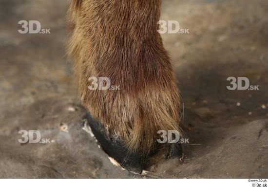 Leg Foot Animal photo references