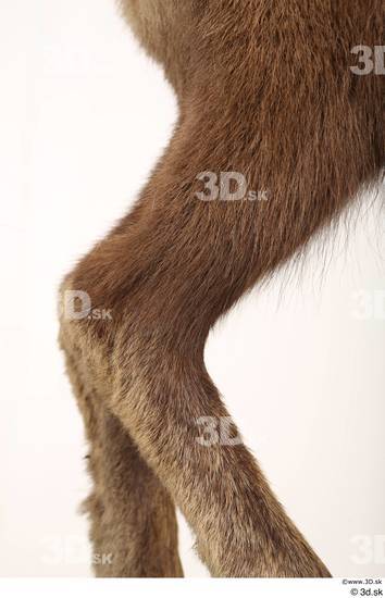 Leg Animal photo references