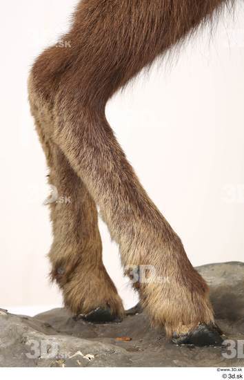 Leg Animal photo references