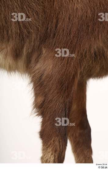 Leg Animal photo references