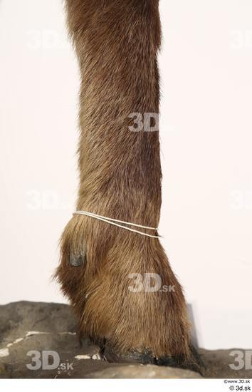 Leg Animal photo references