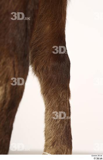 Leg Animal photo references