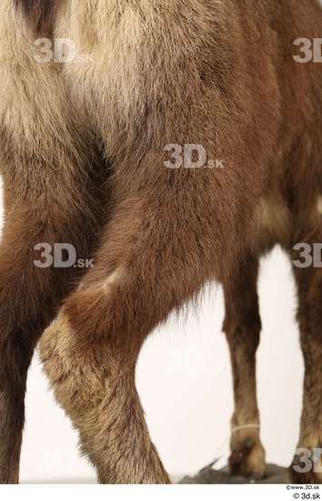 Leg Animal photo references