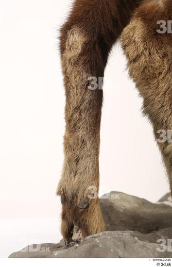 Leg Animal photo references