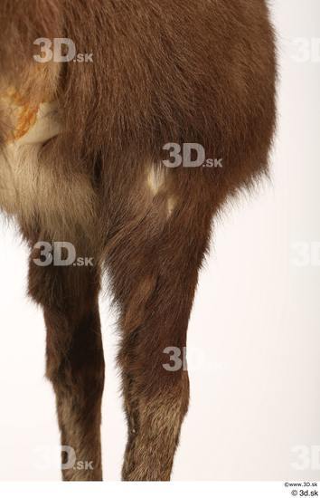 Leg Animal photo references