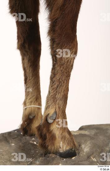 Leg Animal photo references