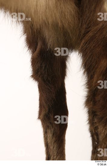 Leg Animal photo references