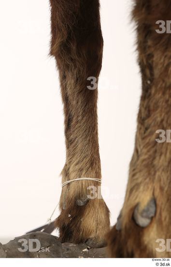 Leg Animal photo references