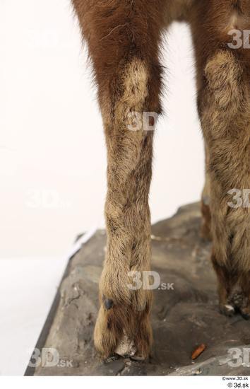 Leg Animal photo references