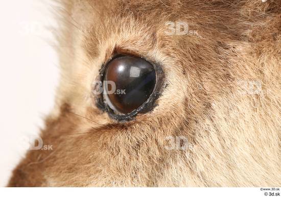 Eye Animal photo references
